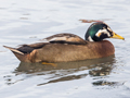 Mallard x Common Eider hybrid